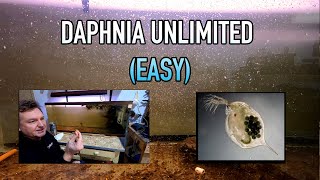 How I Raise Daphnia Water Fleas And You Can Too [upl. by Pansy]