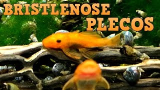 Bristlenose Plecos Keeping Feeding Breeding [upl. by Kimberlyn]