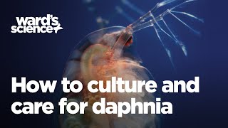 Caring and Culturing for Daphnia [upl. by Elleda673]