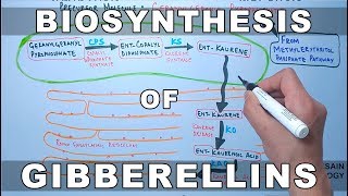 Biosynthesis of Gibberelins [upl. by Alyehs118]