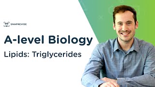 Cholesterol The Danger of Triglycerides [upl. by Mcmullan]