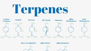 Terpenes And Isoprene Units Explained [upl. by Porta]