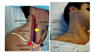 Jugular venous pulse anatomical aspects [upl. by Norel983]