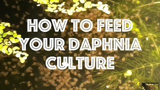 How To Feed Your Daphnia Culture [upl. by Egief41]