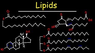 Lipids  Fatty Acids Triglycerides Phospholipids Terpenes Waxes Eicosanoids [upl. by Winson]