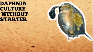 HOW TO CULTURE DAPHNIA NATURALLY WITHOUT A STARTER [upl. by Jammin888]