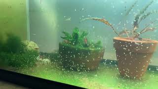 Daphnia Culturing Snails or no snails [upl. by Avek]