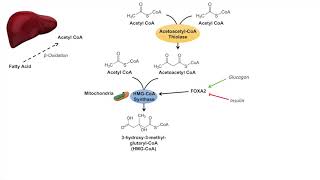 Ketone Body Synthesis  Ketogenesis  Formation Pathway and Regulation [upl. by Odnama]