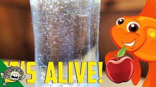 How to culture Vinegar Eels The EASY Way Live Fish Food [upl. by Ryle]