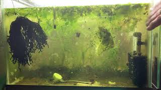 Scuds Daphnia Cherry Shrimp Copepods My aquatic food culture [upl. by Halet875]