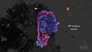 ATP Synthesis  HHMI BioInteractive Video [upl. by Fenelia735]