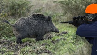 Chasse Sanglier en Battue  Superbe Battue Aux Sangliers 2020 [upl. by Elva]