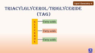 Triglycerides  What are Triglycerides  Triglyceride Levels  High Triglycerides [upl. by Ayvid]