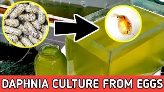 HOW TO HATCH DAPHNIA EGGS  HOW TO CULTURE DAPHNIA [upl. by Yenahc]