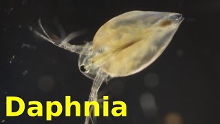 Daphnia [upl. by Suiluj]