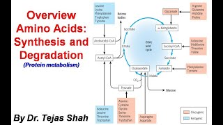 Overview Amino acids synthesis and degradation II Protein Metabolism II Dr Tejas Shah [upl. by Ynnhoj]