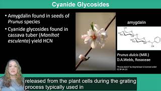 Plant Secondary Metabolism Terpenoids Lectins and Glycosides [upl. by Corenda]