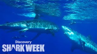 Great White Attacks Another Shark  Shark Week [upl. by Adnarahs]