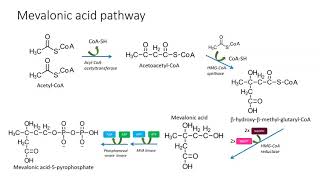 Mevalonic pathway [upl. by Bluhm]