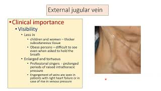 EXTERNAL JUGULAR VEIN ANATOMY [upl. by Tayler25]