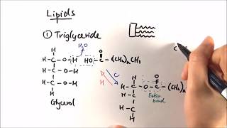 Triglycerides and Their Functions [upl. by Osnofledi290]