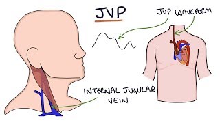 Understanding Jugular Venous Pressure JVP [upl. by Ovida6]