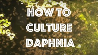 How To Culture Daphnia Magna [upl. by Edrea]