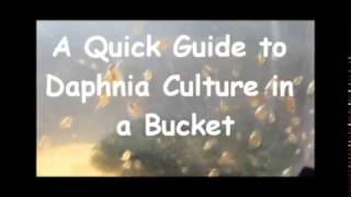 How to culture daphnia outside [upl. by Ennis]