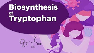 Biosynthesis of Tryptophan [upl. by Aulea340]