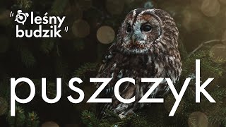 Leśny Budzik  Puszczyk [upl. by Anitneuq]