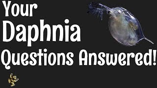 Daphnia Questions Answered [upl. by Eiroc522]