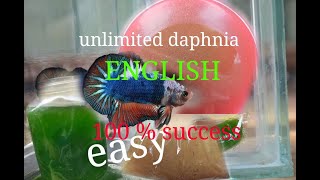 daphnia moina culture Easy way Unlimited production English  with sub Green water Chlorella [upl. by Naj]