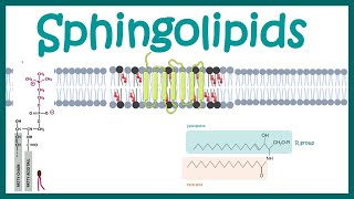 Sphingolipids  Chemical structure  biogenesis and function [upl. by Maxie]