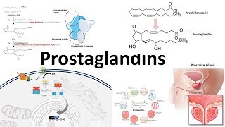 Prostaglandins  Biosynthesisfunction and regulation [upl. by Elatsyrk]