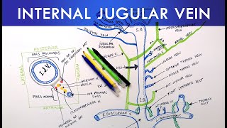 Internal Jugular Vein  Anatomy Tutorial [upl. by Barhos924]