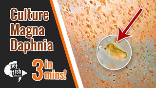 How to culture DAPHNIA MAGNA  The easy way [upl. by Shalne]