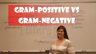 Gram Positive and Gram Negative Bacteria [upl. by Eylatan]