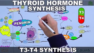 Thyroid Hormone Synthesis  T3  T4 [upl. by Thorwald]