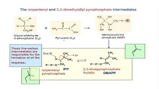 Biosynthesis of Terpenes [upl. by Rubel]