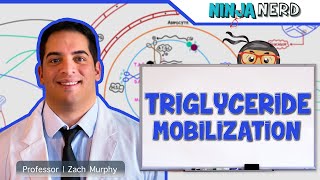 AS Biology  Triglycerides OCR A Chapter 35 [upl. by Aikaj]