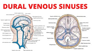 Dural Venous Sinuses [upl. by Oirramaj]