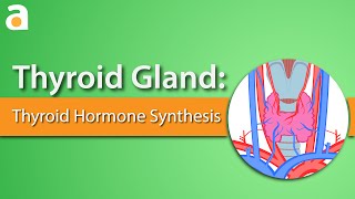 Thyroid Gland Thyroid Hormone Synthesis [upl. by Bully]