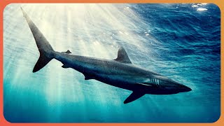 The Truth about Great White Sharks Shark Documentary  Real Wild [upl. by Tiloine]