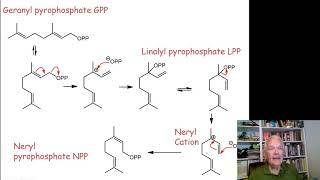 Terpene Biosynthesis [upl. by Beane]