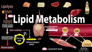 Metabolism  Mobilization of Triglycerides [upl. by Ehpotsirhc]