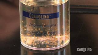 How to Care for Daphnia [upl. by Noraed]