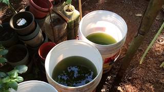 How to grow Green Water Algae [upl. by Courtney104]