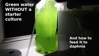 Green Water WITHOUT a Starter Culture  From Scratch  How To [upl. by Ellene]