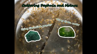 How To Culture Daphnia and Moinas using Green Water Spirulina powder [upl. by Abad549]