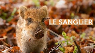 Le sanglier [upl. by Scevor]